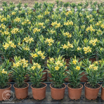 Oleander obyčajný (Nerium oleander) ´MARIE GAMBETTA´ - ŽLTÝ - výška 60-80 cm, kont. C3L (-10/-12°C)